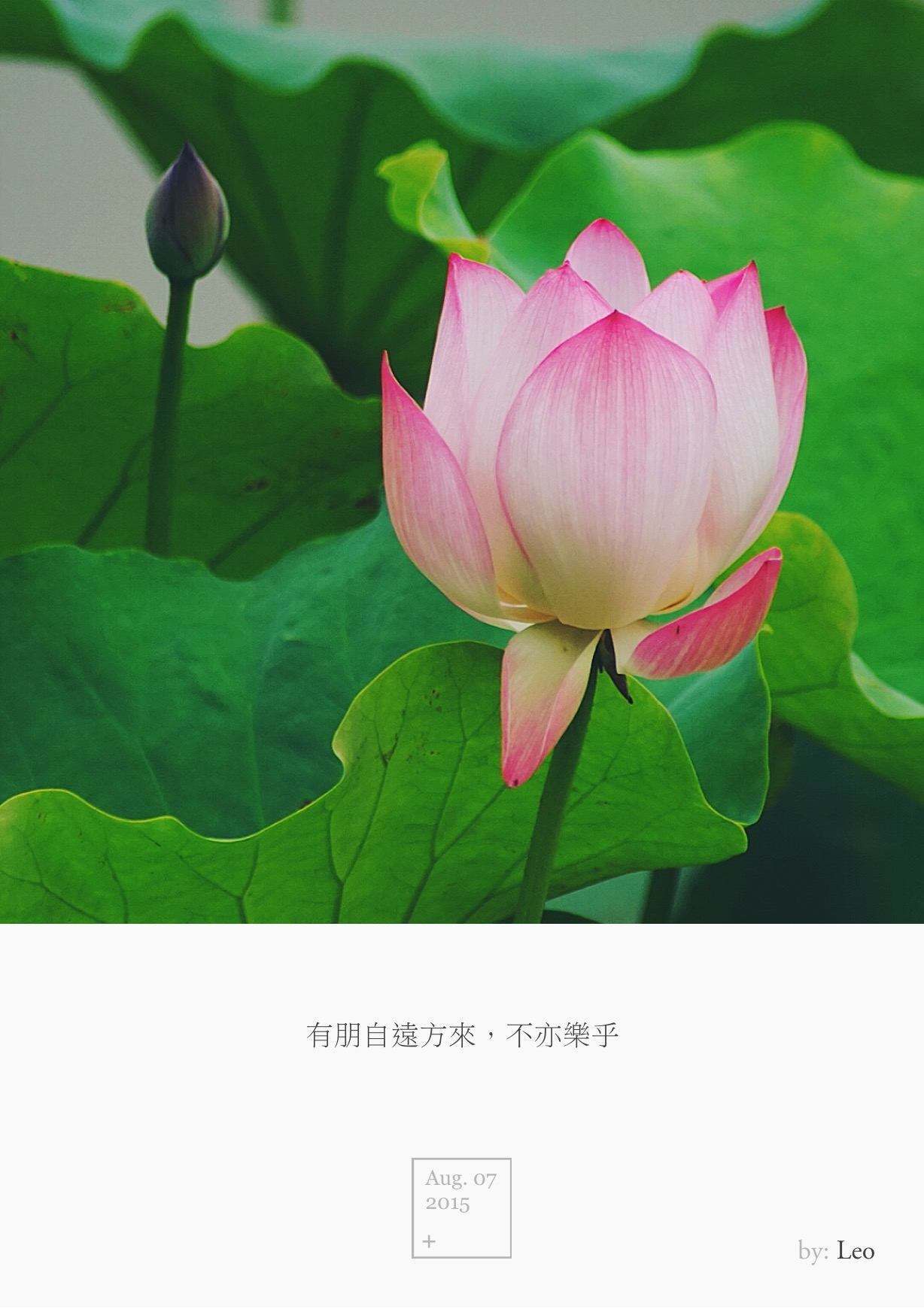 荷花