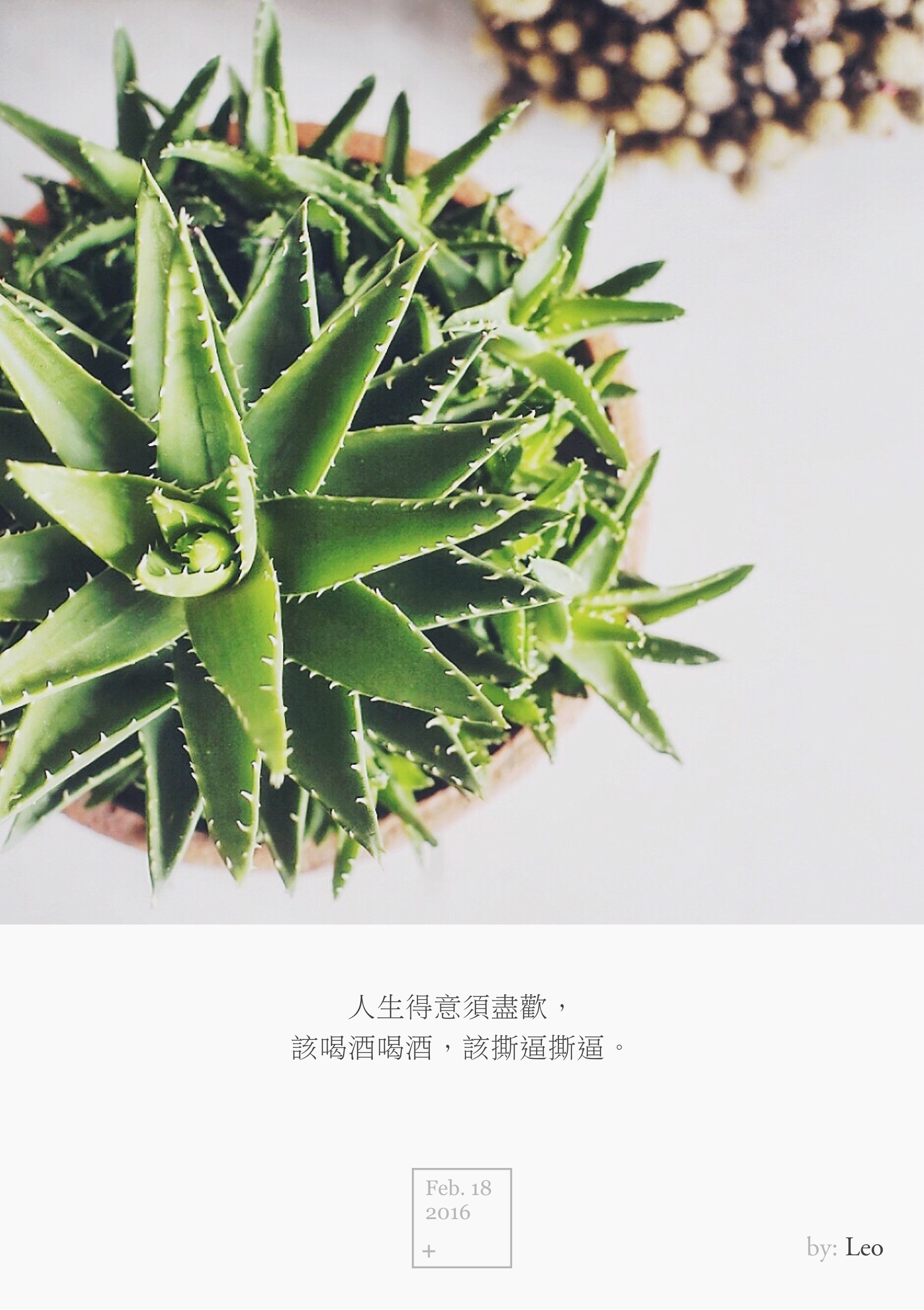 芦荟