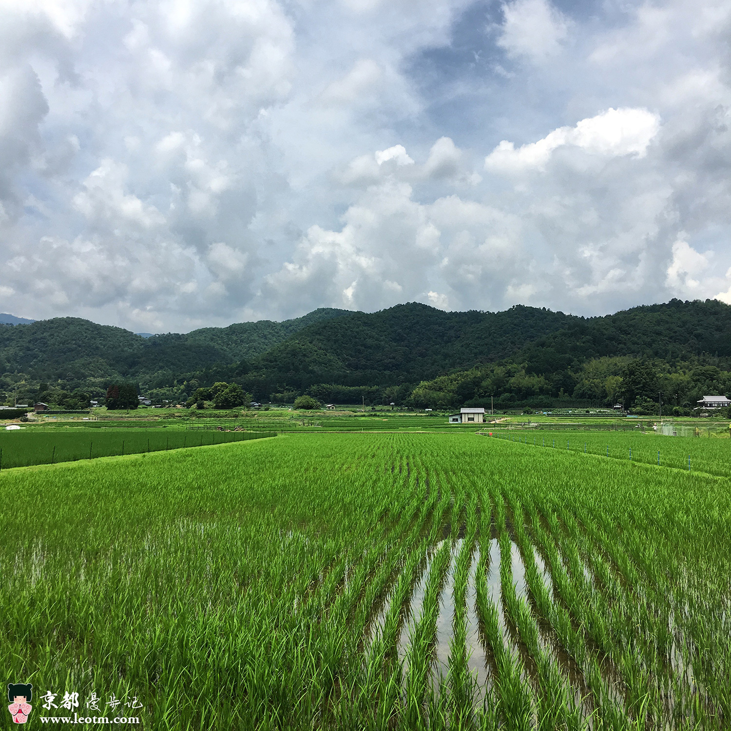 从龙安寺徒步到大觉寺