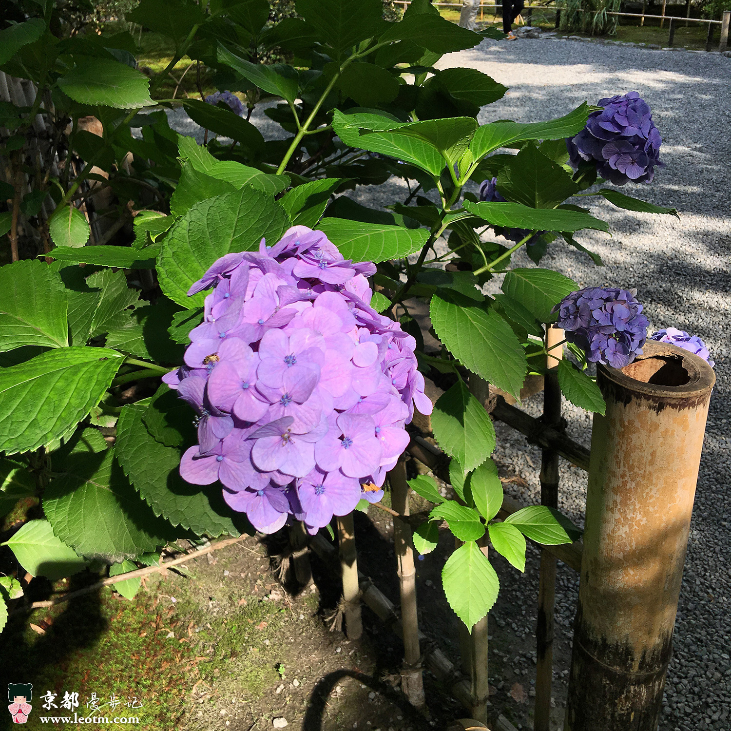 天龙寺