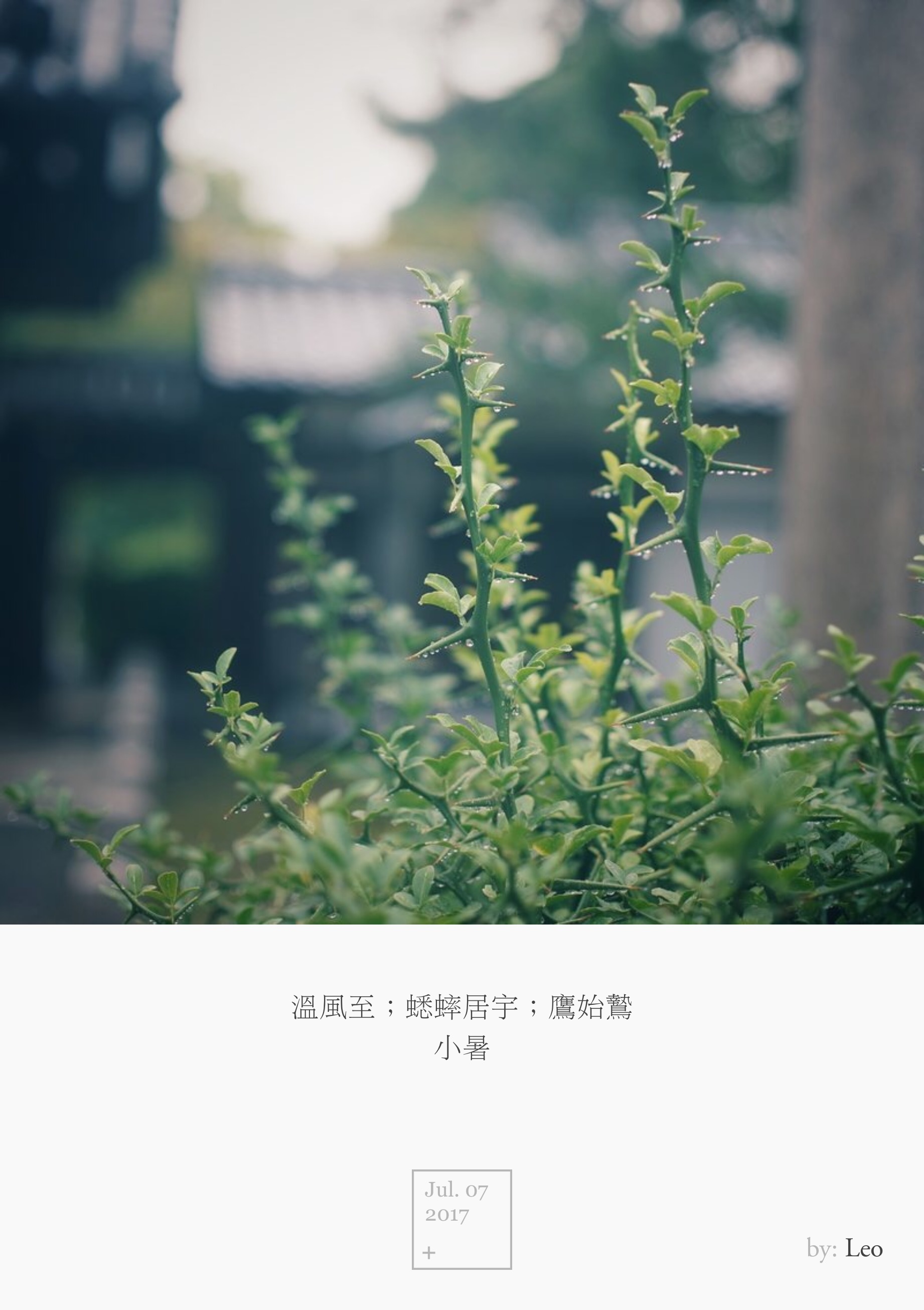 植物