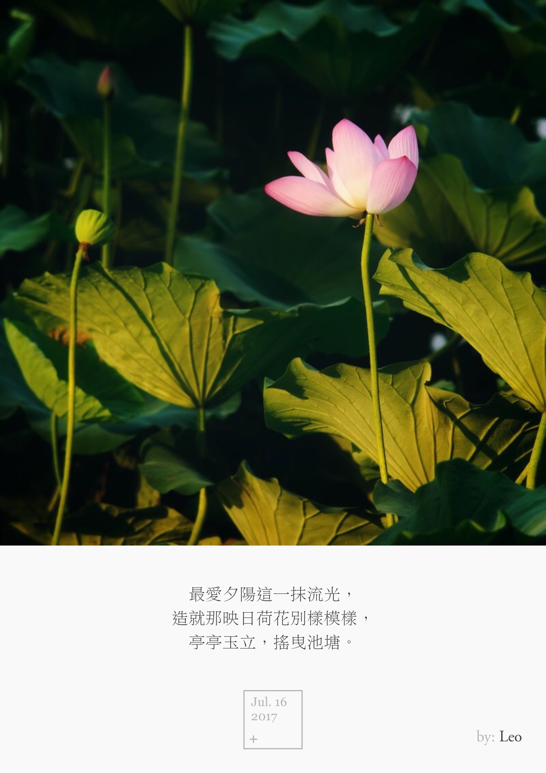 荷花