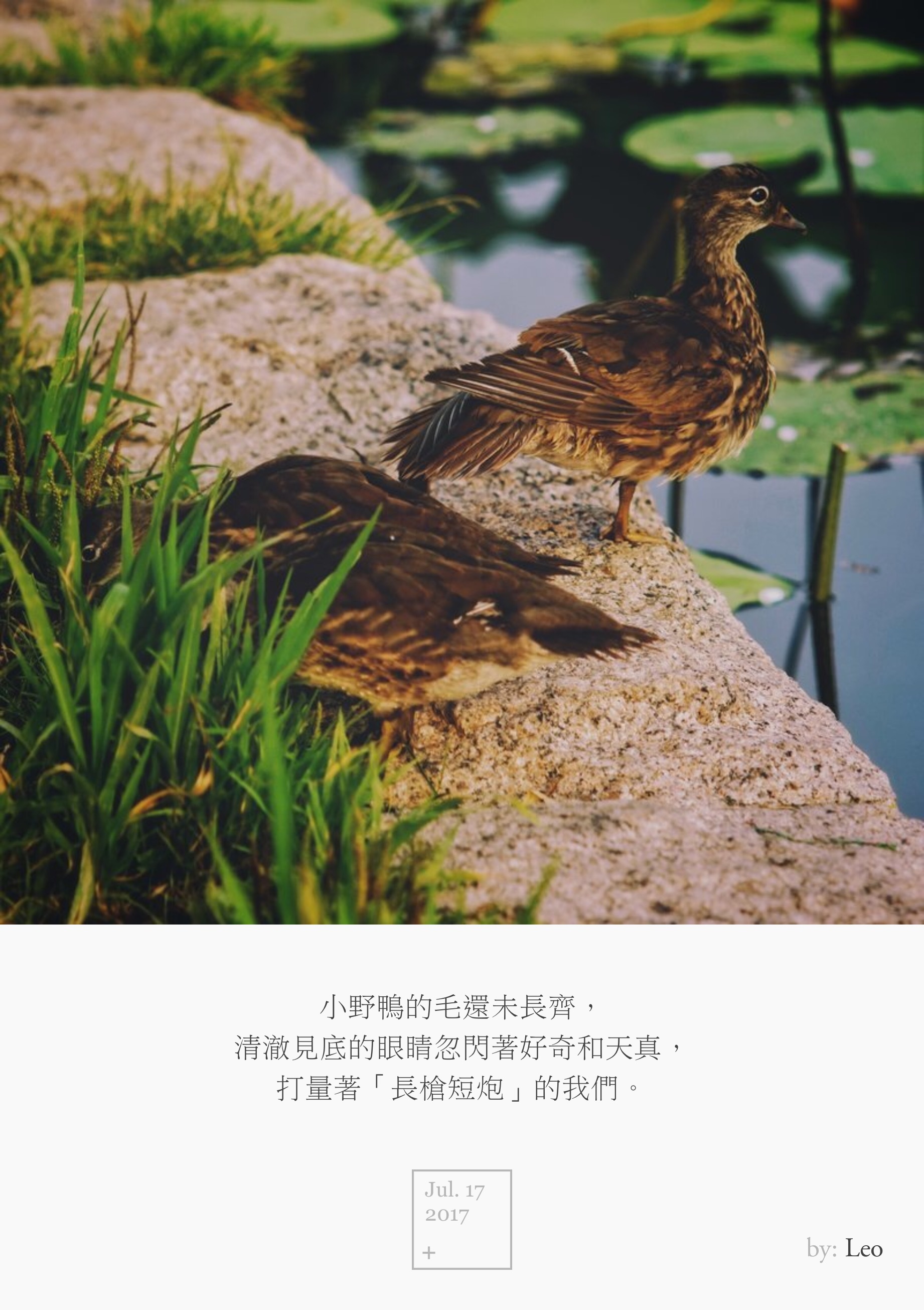 野鸭