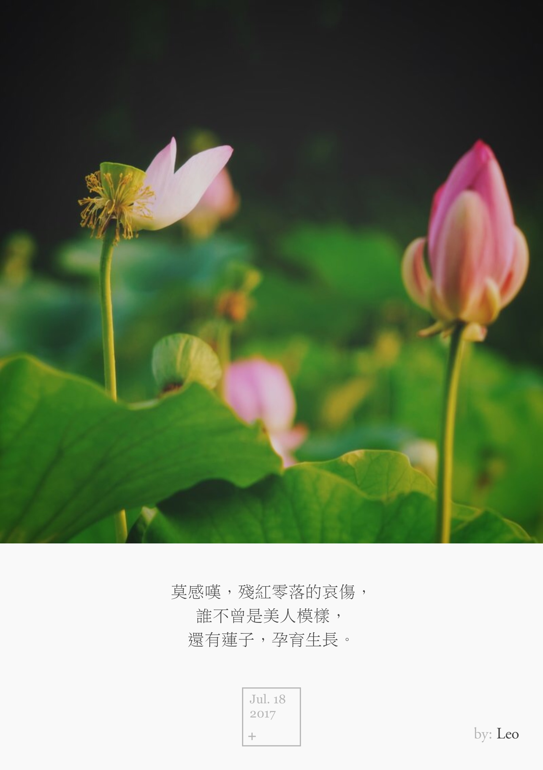 荷花