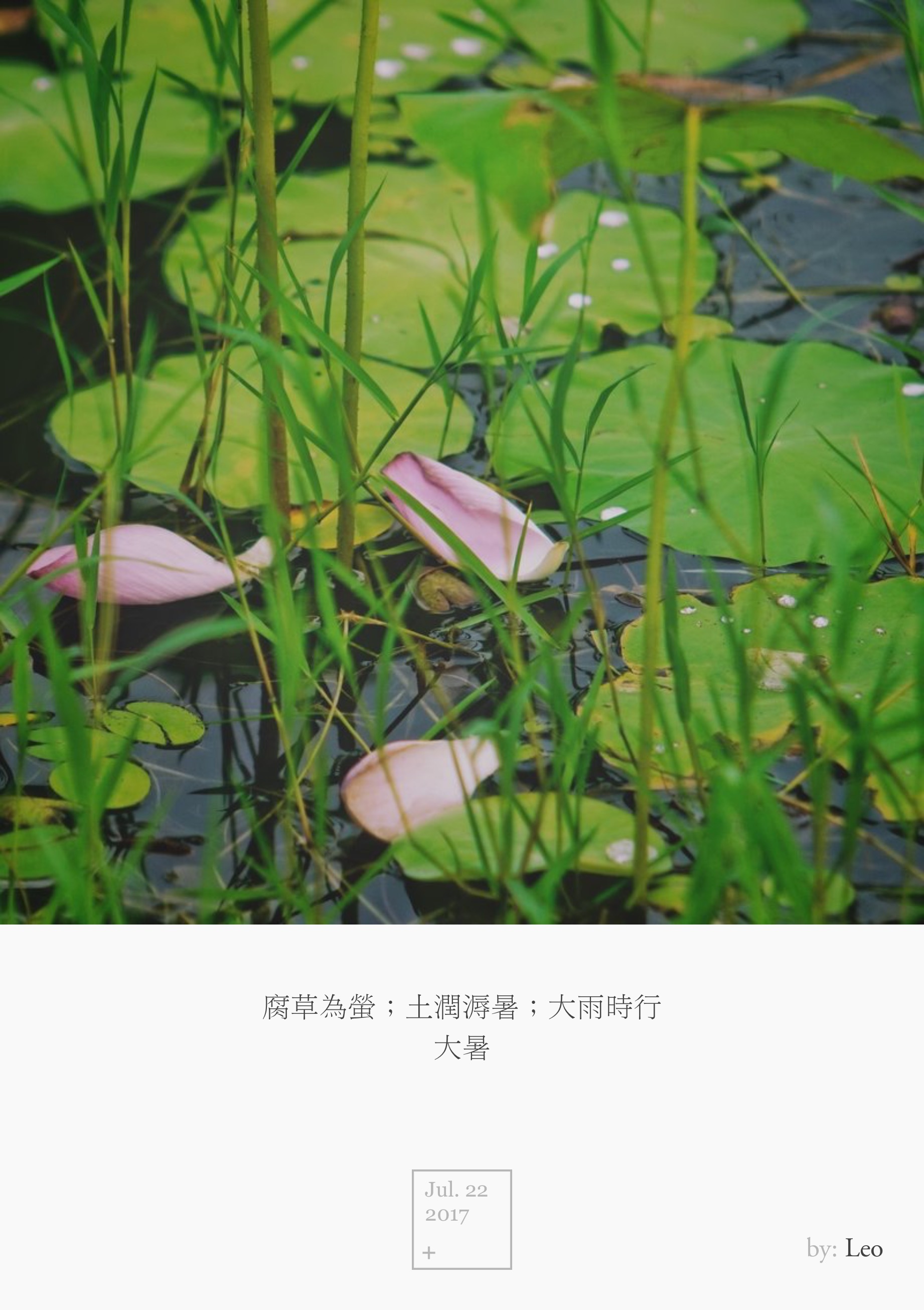 荷花
