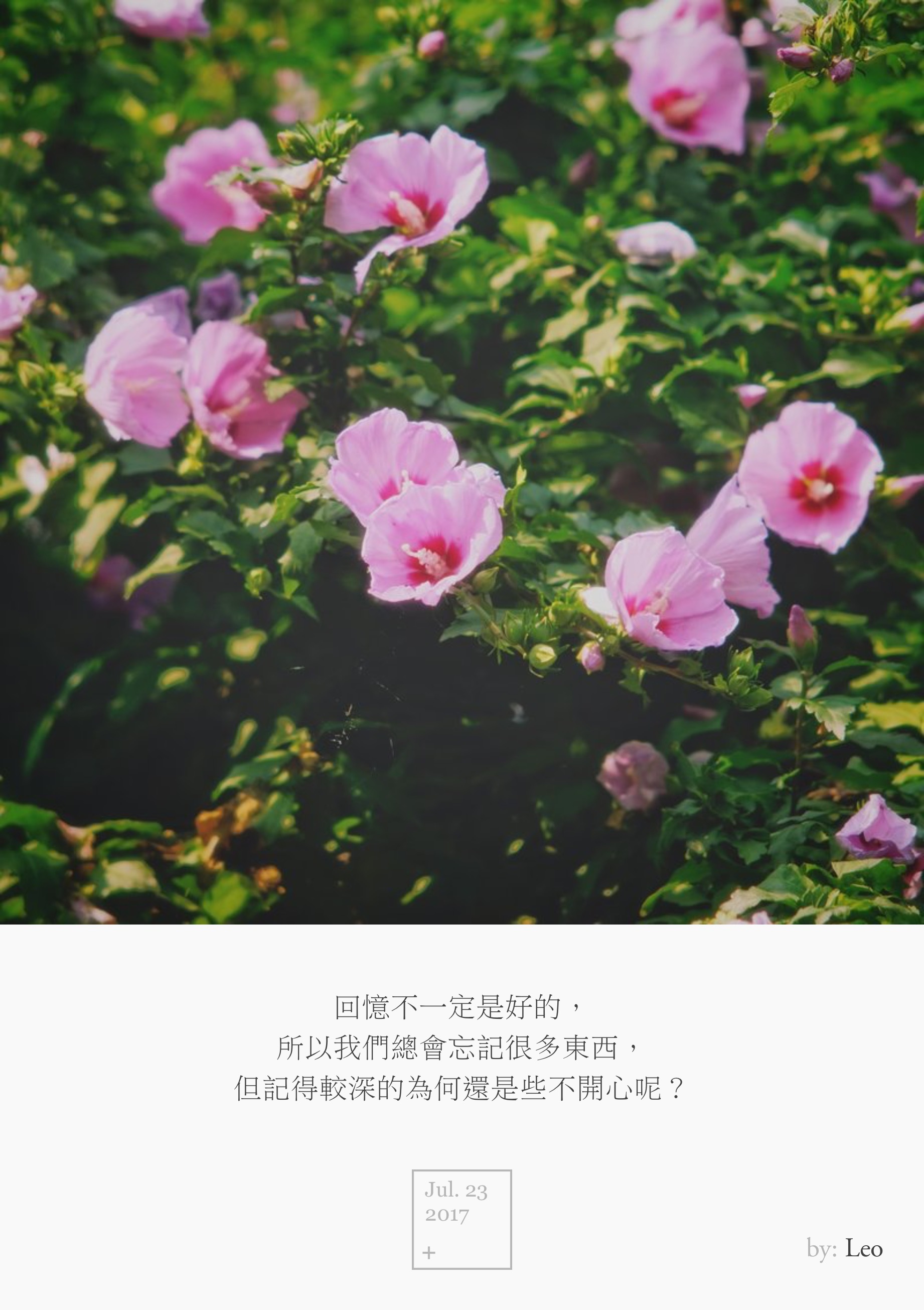 木槿花