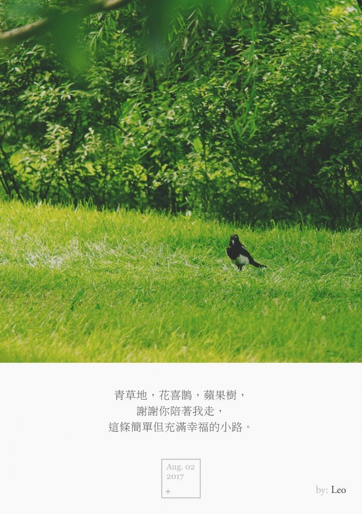 喜鹊