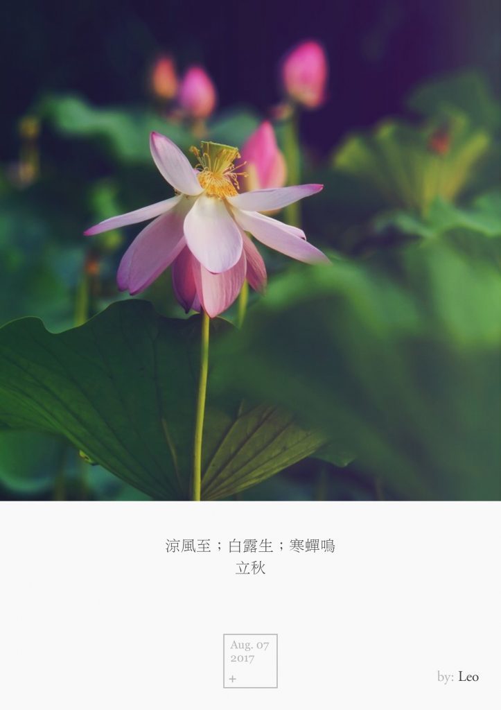 荷花