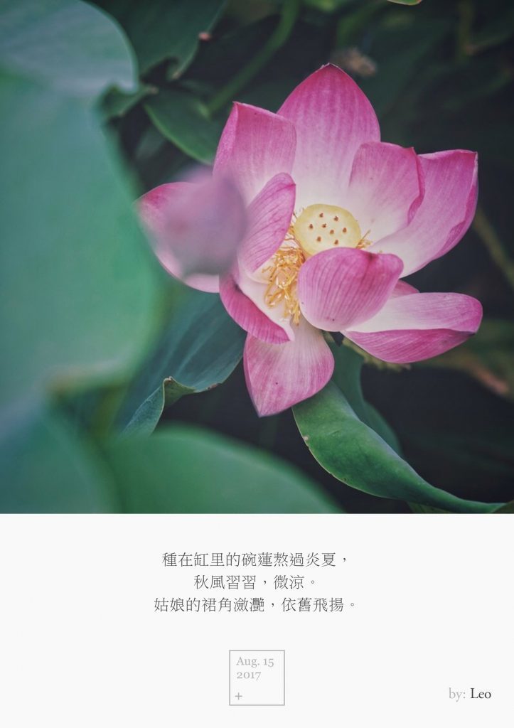荷花