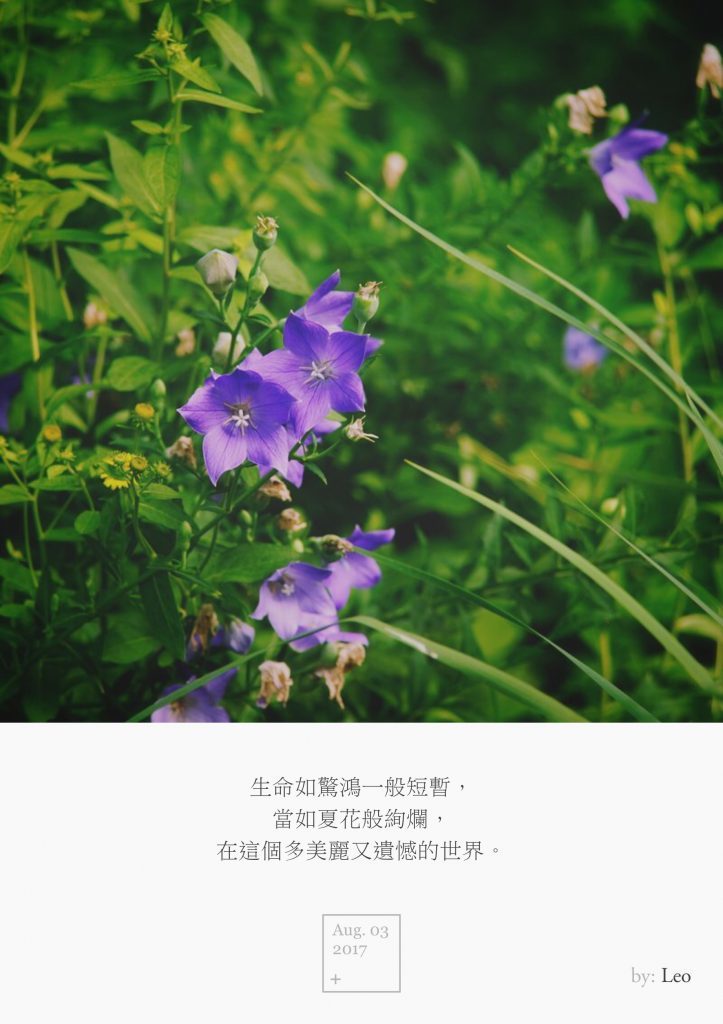 野花