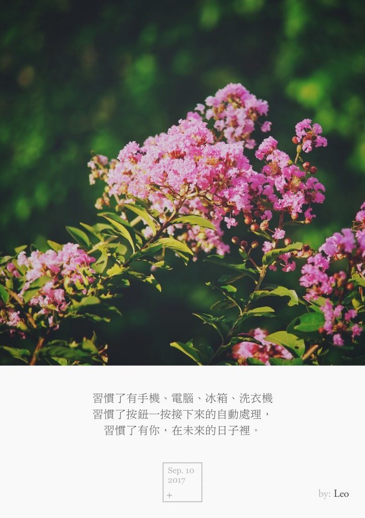 紫薇花