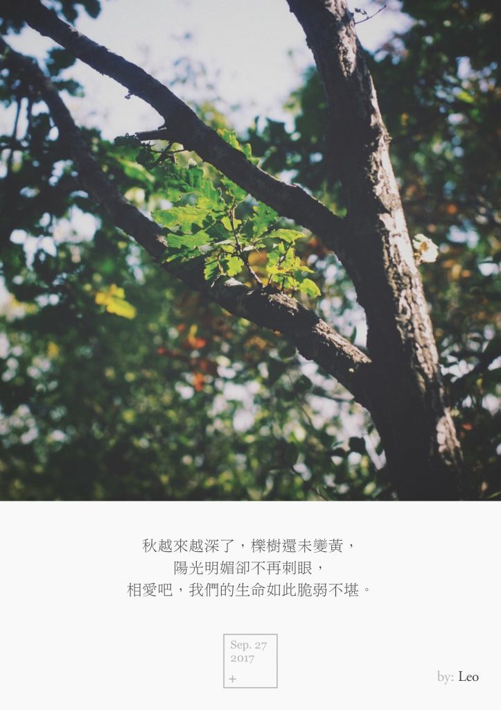栎树
