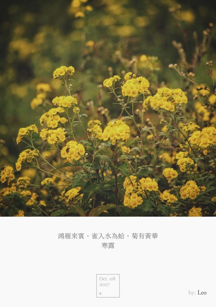 菊花