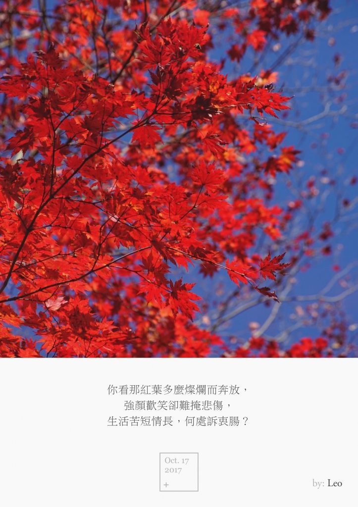 枫叶