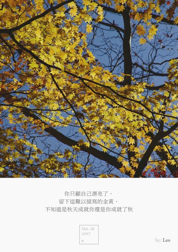 枫叶