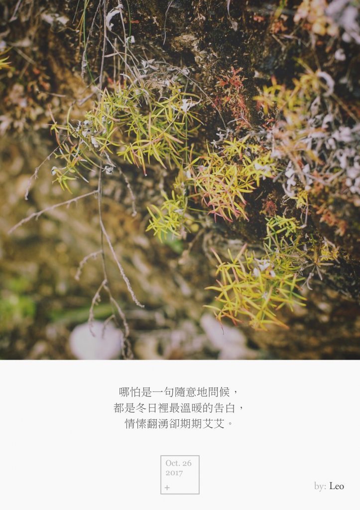 苔藓