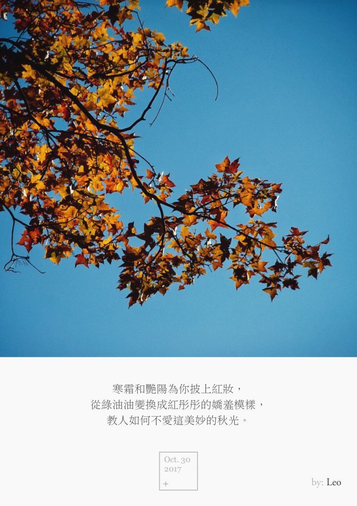五角枫