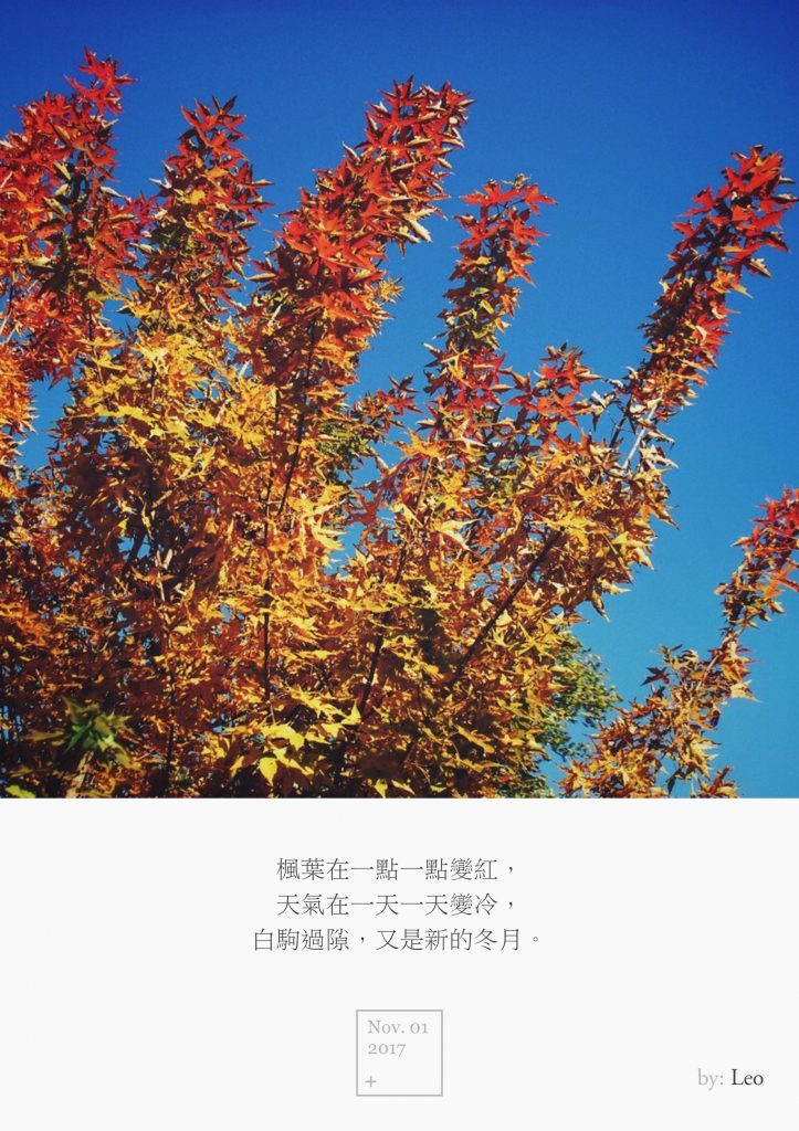 枫叶