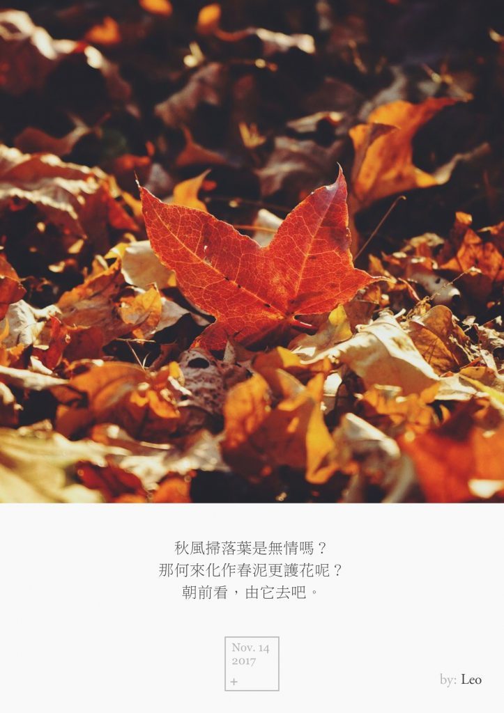 枫叶