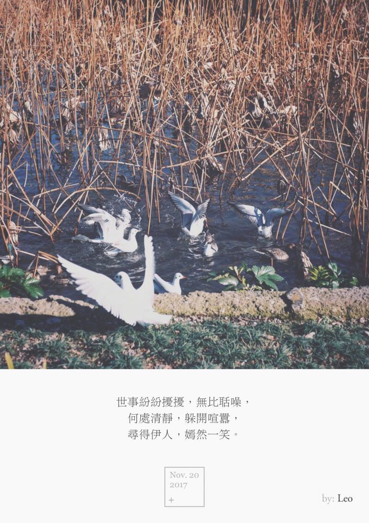 鸽子与荷塘