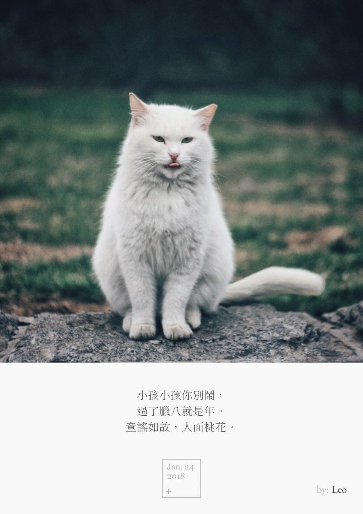 野猫