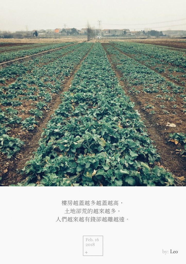 油菜田