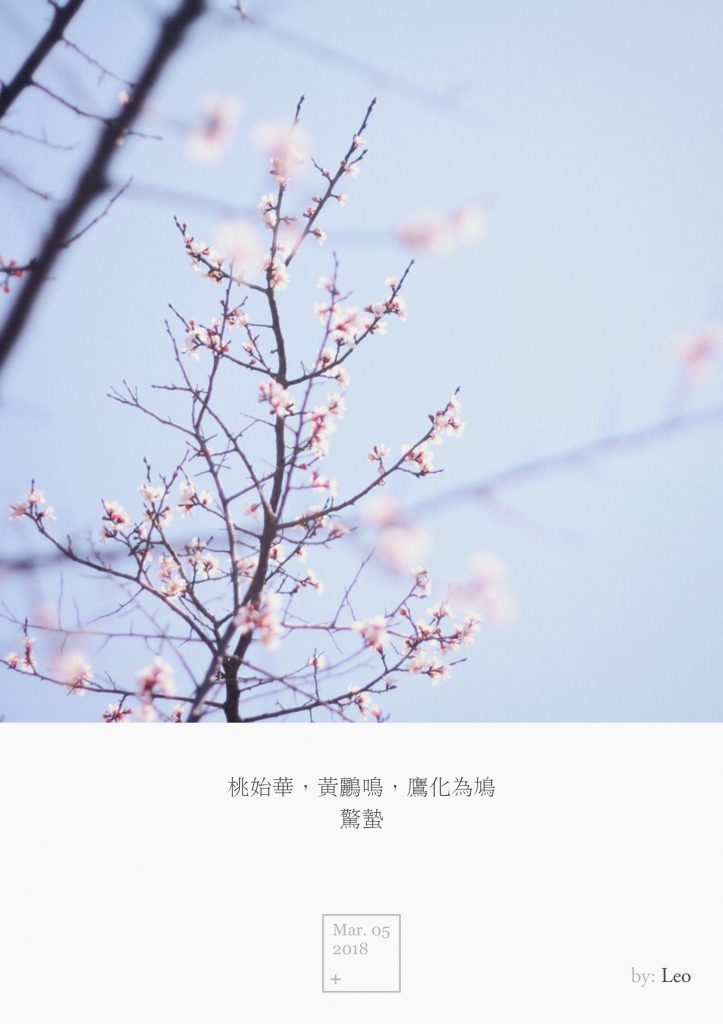 杏花