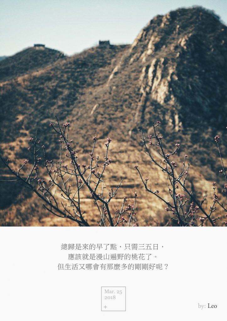 山桃花
