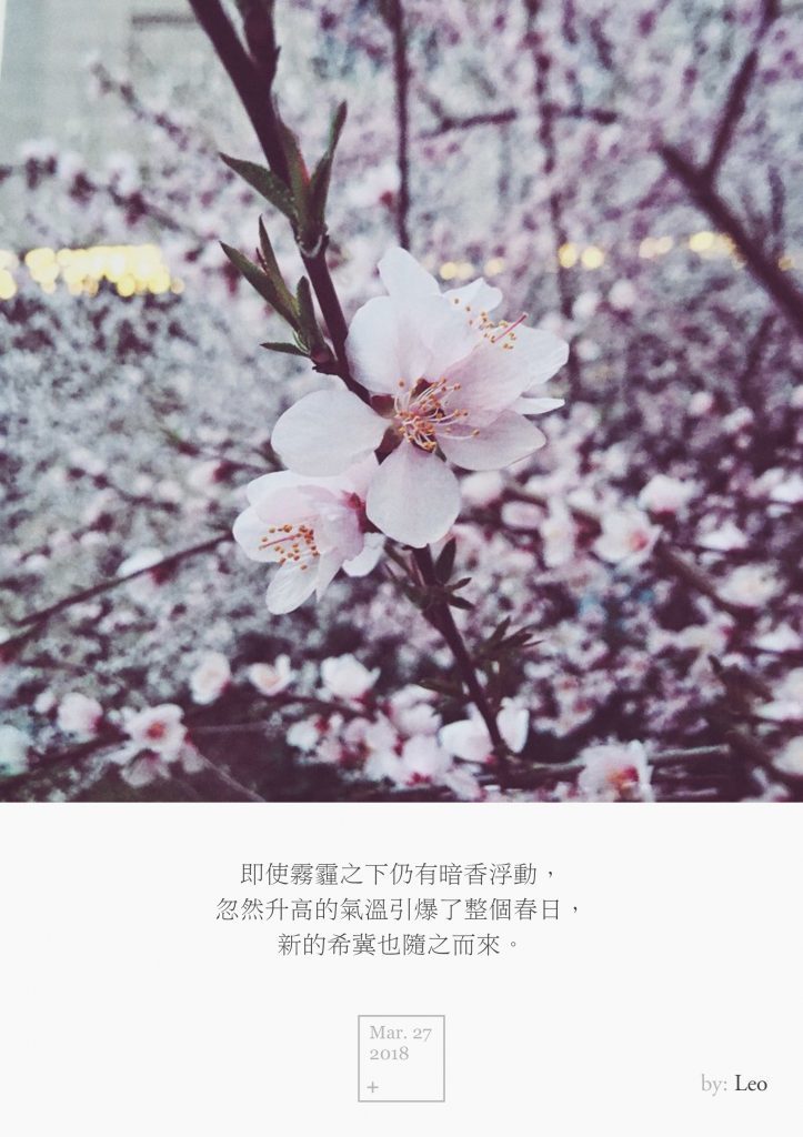 山桃花