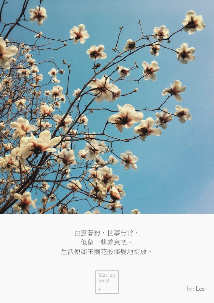玉兰花