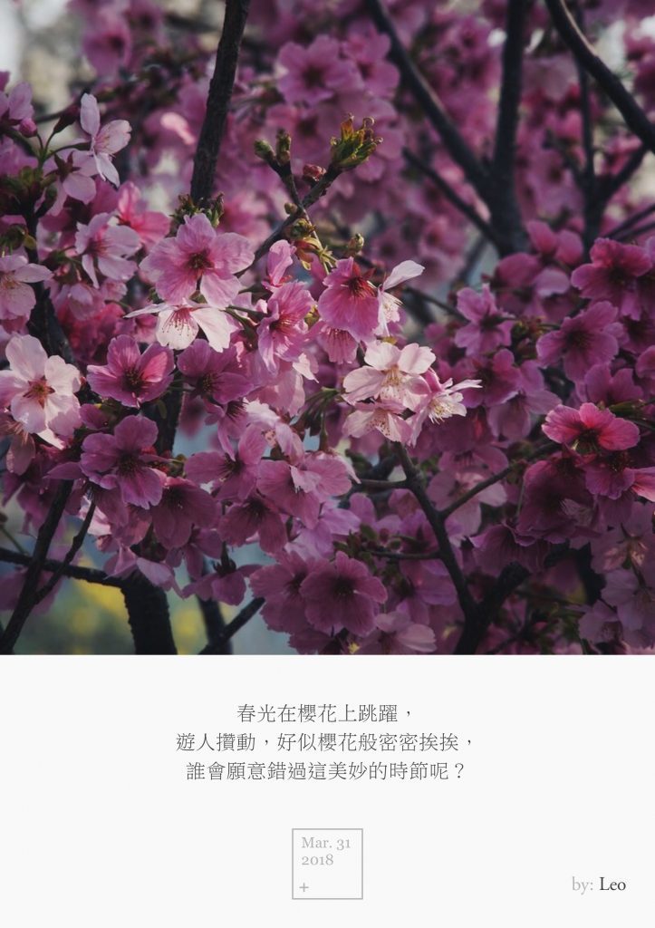 樱花