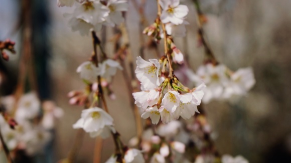 樱花